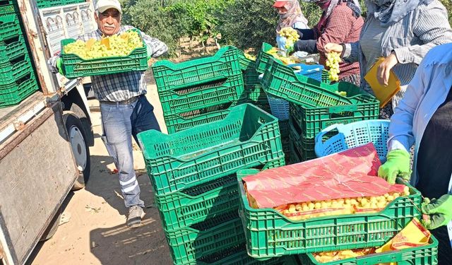 Sarıgöl'de üzüm hasadı tam gaz devam ediyor