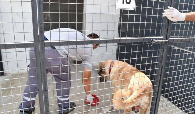 Söke Belediyesi’nden sokak hayvanları için örnek proje hayata geçirildi