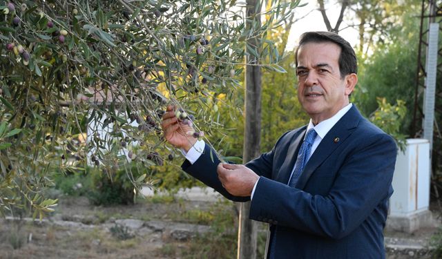 İklim zeytini de vurdu… Rekoltede yüzde 30 azaldı