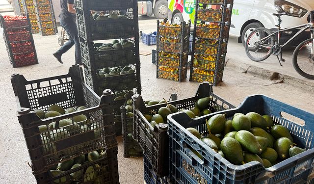 Alanya avokadosunda rekolte beklentisi 150 milyon adet