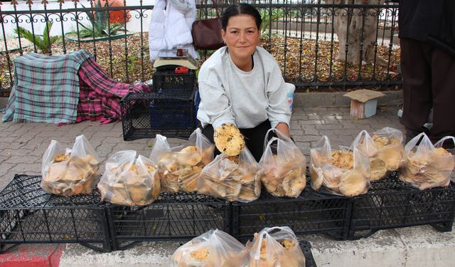 Kumluca’da mantar vatandaşların geçim kaynağı oldu