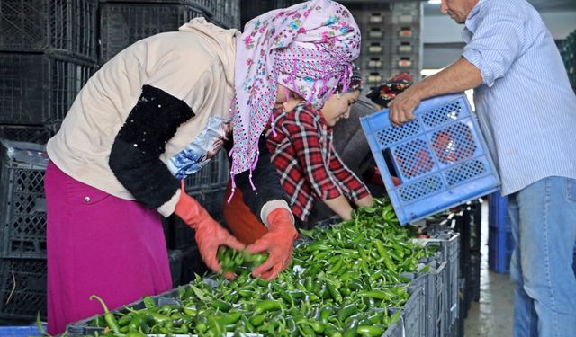 Antalya Ticaret Borsası ekim ayı hal endeksi açıklandı