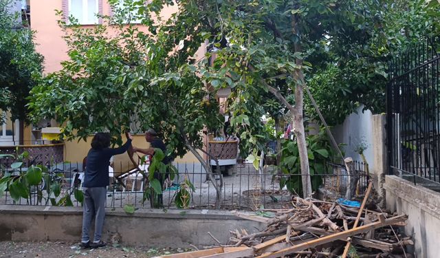 Antalya’da hurma toplarken dehşeti yaşadı… Bahçe keyfi hastanede bitti