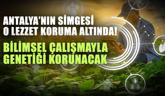 Antalya’nın simgesi o lezzet koruma altında! Bilimsel çalışmayla genetiği korunacak