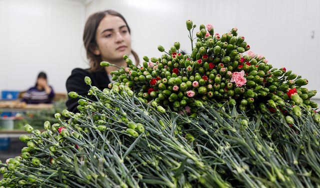 Çiçekte 10 aylık ihracat rekoru
