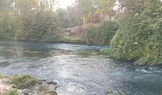 Düden Çayı’nda can pazarı