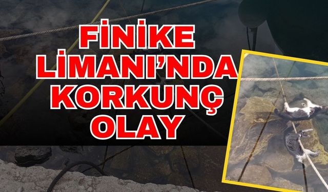 FİNİKE LİMANI’NDA ÜZÜCÜ OLAY: denizde 2 ölü kedi bulundu