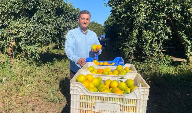 Finike'de portakal sezonu başladı, 250 bin ton rekolte bekleniyor