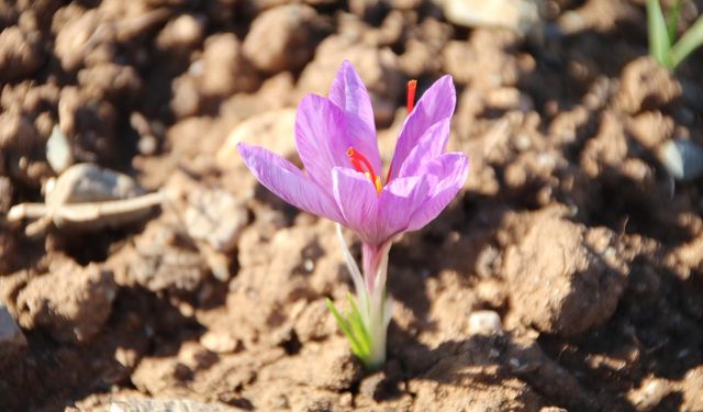 Honaz Belediyesi Yerel Tohum Merkezi’nde safran soğanları filizlenmeye başladı