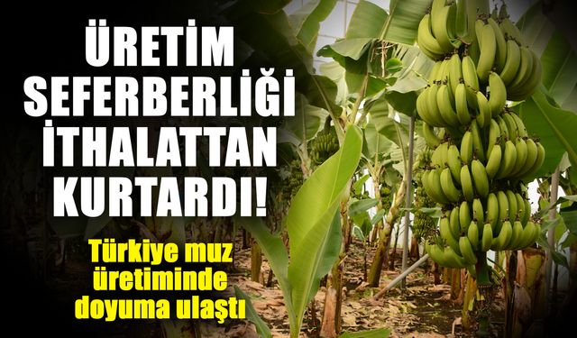 Üretim seferberliği ithalattan kurtardı! Türkiye muz üretiminde doyuma ulaştı