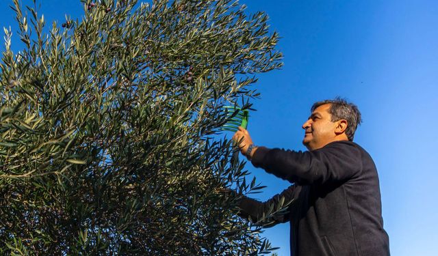 Antalya’da ilk zeytin hasadı başladı