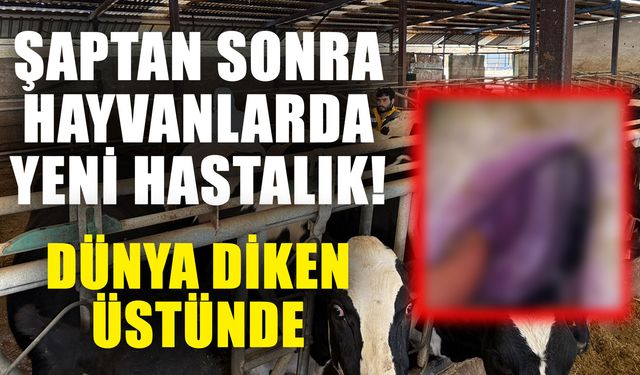 Şaptan sonra hayvanlarda yeni hastalık! Dünya diken üstünde