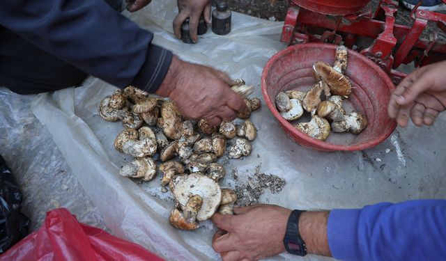 Sedir mantarının geleceği için uyarı
