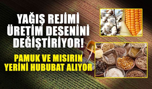 Yağış rejimi üretim desenini değiştiriyor! Pamuk ve mısırın yerini hububat alıyor