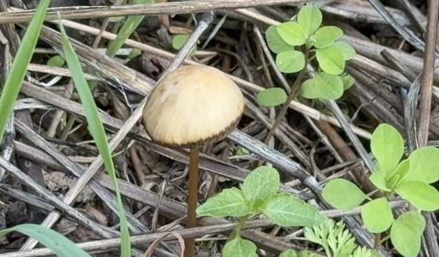 Akdeniz Üniversitesi’nden mantar uyarısı