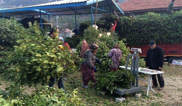 Antalya'da dik yamaçlarda toplanan Defne Yaprağı köylünün geçim kapısı oldu