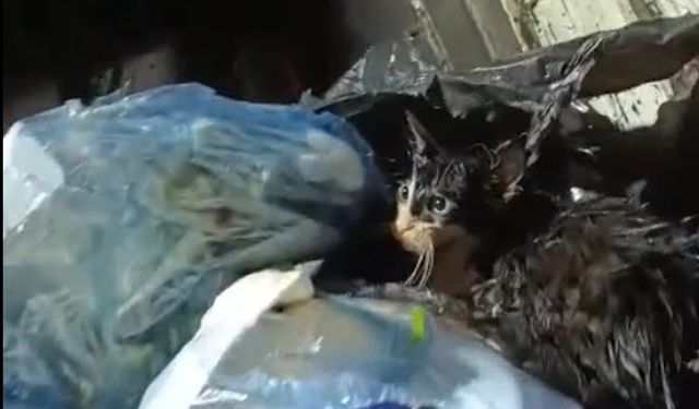 Muğla’da yürekleri sızlatan olay... Kediyi poşete koyup çöpe attılar