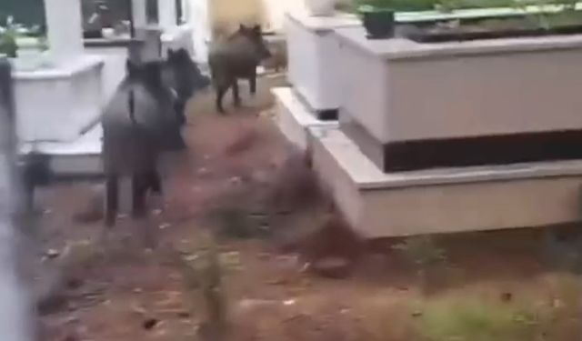 Marmaris'te domuzlar mezarlıklara dadandı