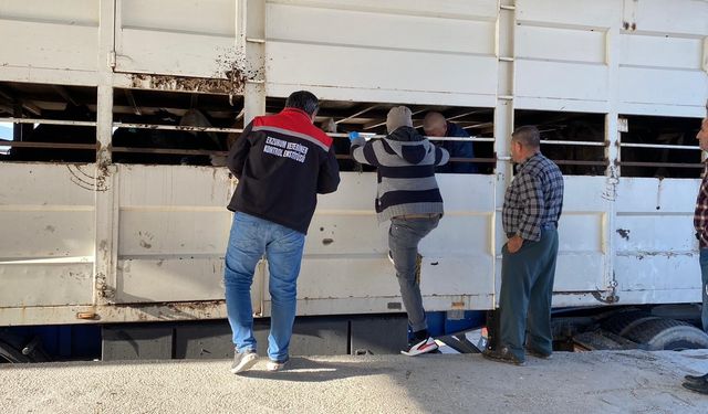 Şap karantinasının kurallarına uymadılar hayatlarının cezasını aldılar