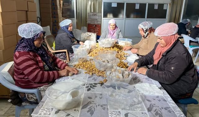 Türkiye'nin yüzde 33'ünü karşılayan Aydın Kestanesi, ihracata hazırlanıyor