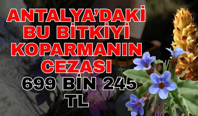 Antalya’daki bu bitkiyi koparmanın cezası 699 bin 245 TL