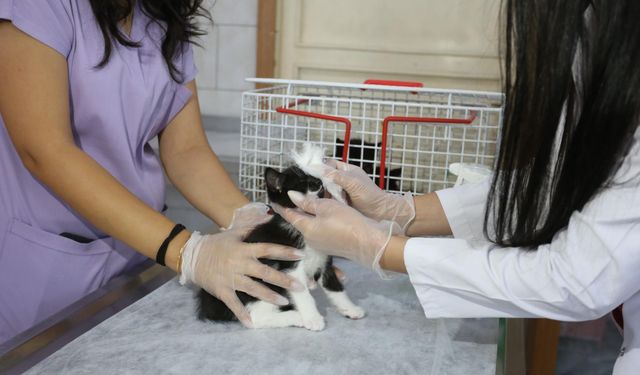 Kepez Belediyesi 2025’te binlerce hayvanı yuva sahibi yaptı