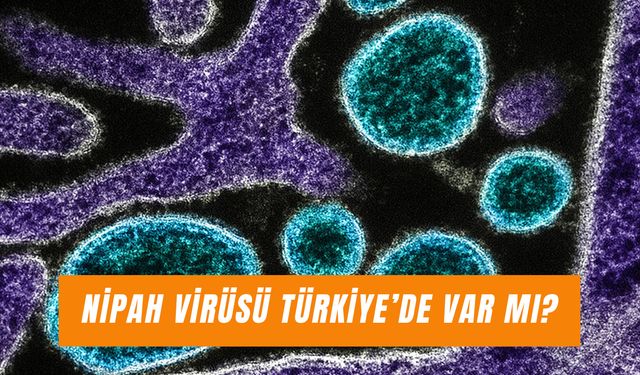 Nipah Virüsü Türkiye’de Var Mı? Belirtileri Neler?