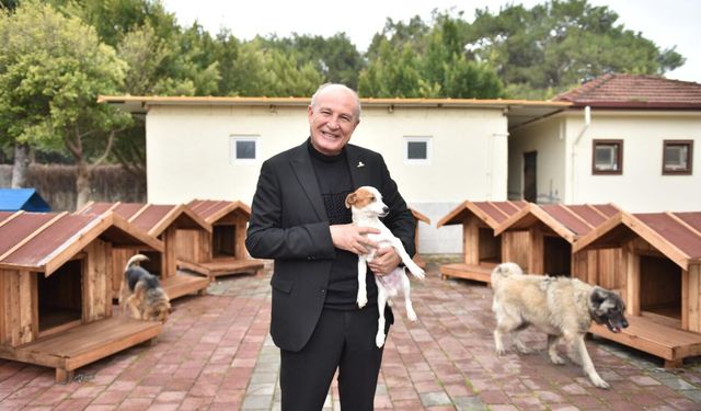 Kepez Belediyesi sokak hayvanlarına yuva oldu
