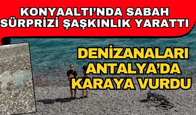 Konyaaltı’nda sabah sürprizi şaşkınlık yarattı! Denizanaları Antalya’da karaya vurdu