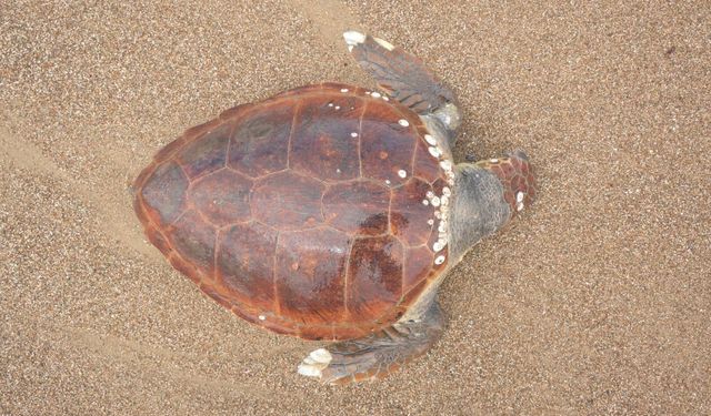 Antalya'da caretta caretta kıyıya vurdu