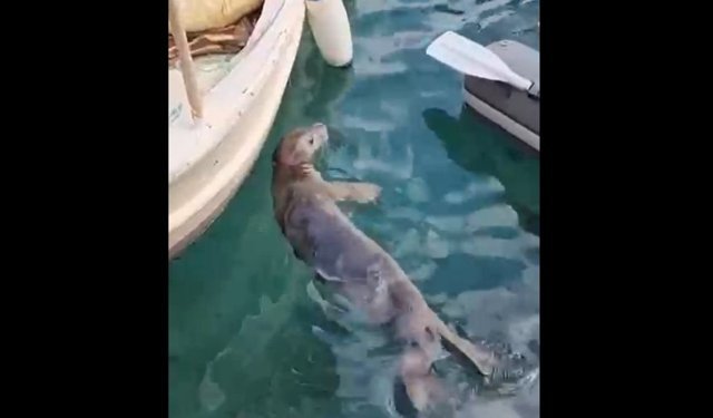 Bodrum'da sevindiren nadir görüntü