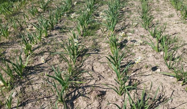 Mersin’de baharı yaşatan nergis çiçekleri gelir kaynağı oldu