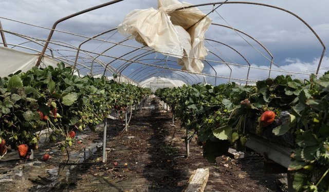 Silifke'yi hortum vurdu: 175 dönüm alan zarar gördü