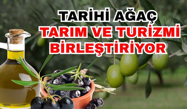 Tarihi ağaç, tarım ve turizmi birleştiriyor! Antalya’nın yeni markası; Oleo Turizm