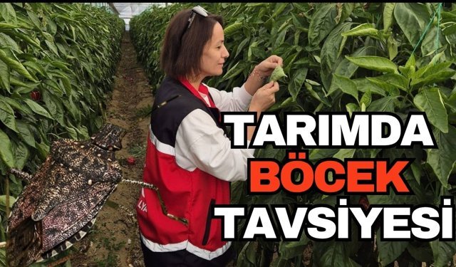 Tarımda zararlılarla mücadelede ‘Böcek’ tavsiyesi... Tarım ve Orman Bakanlığı'da destekliyor