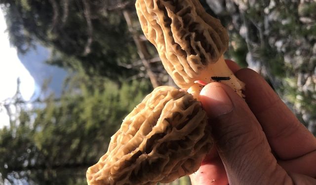 Antalya’daki göbek mantarının fiyatı dudak uçuklattı