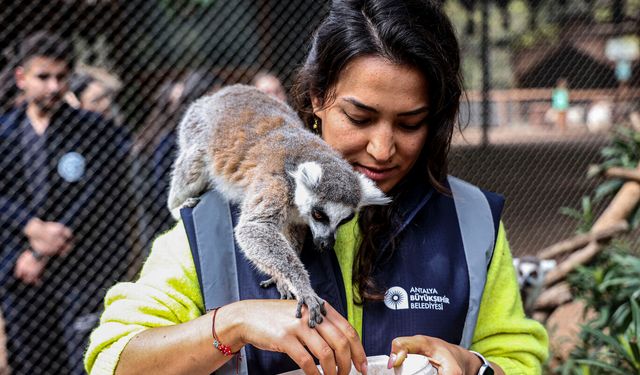 Antalya Doğal Yaşam Parkı’nda yavru lemur sevinci