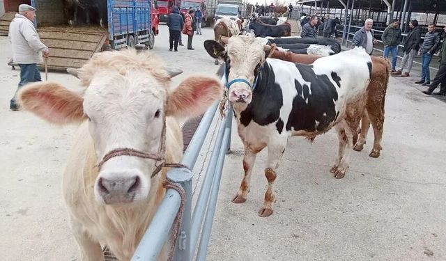Kurban Bayramı öncesi zincir market uyarısı! Böyle bir sistem de yok, mezbahane de