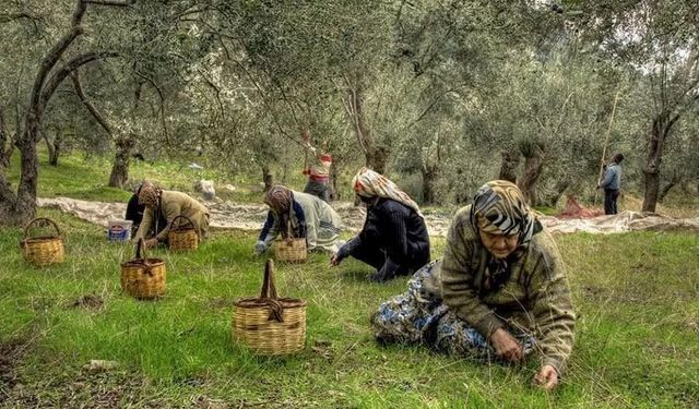 Fiyatlar işçi yevmiyesini bile kurtarmıyor! Antalya çözümsüz kaldı ürünler tehlikede