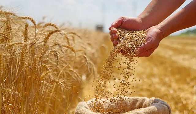 Fiyatlar hayal kırıklığına neden oldu! İşte Antalyalı üreticilerin maliyetleri ve zararları