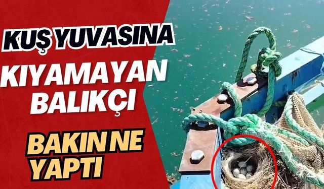 Kuş yuvasına kıyamayan balıkçı bakın ne yaptı