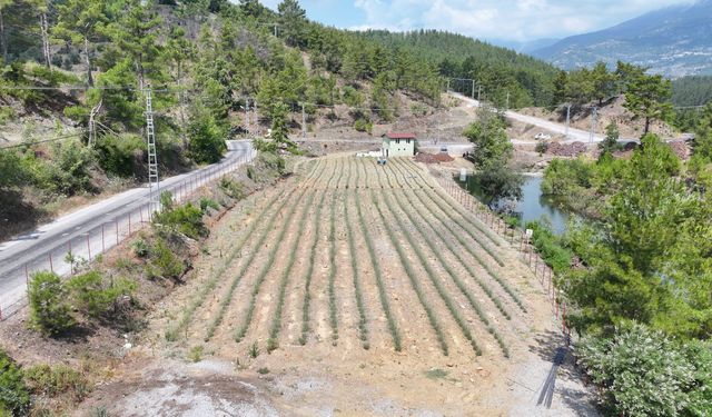 Alanya’nın mor bahçelerinde ilk hasat heyecanı