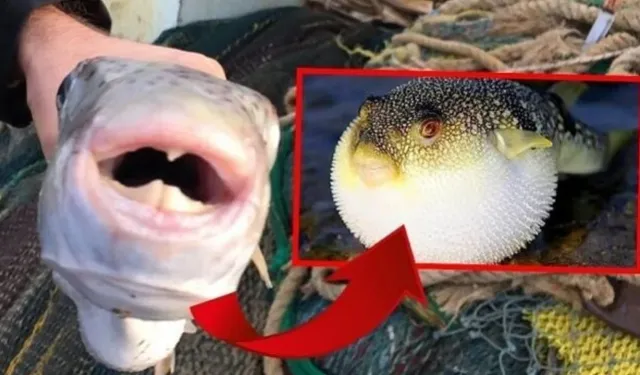 Antalya’da Balon Balığı avına devlet desteği
