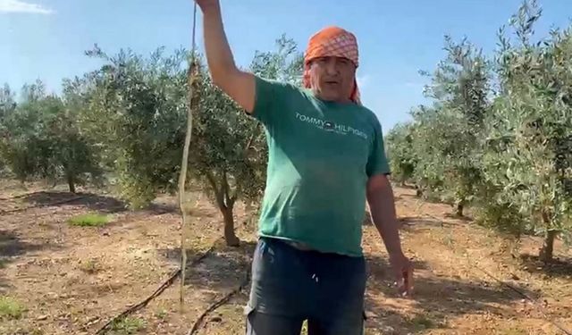 Antalya’da yılan hurdacıya pahalıya patladı