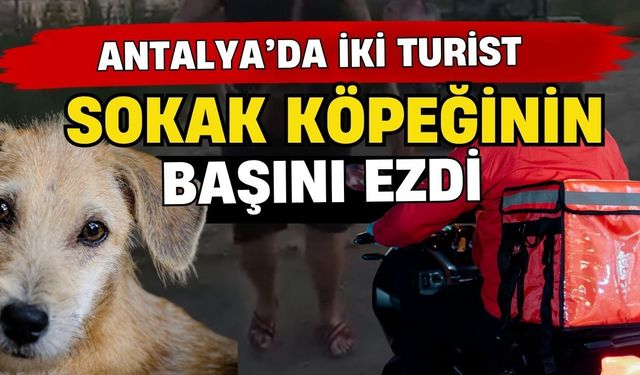 Antalya’da iki turist sokak köpeğinin başını ezdi