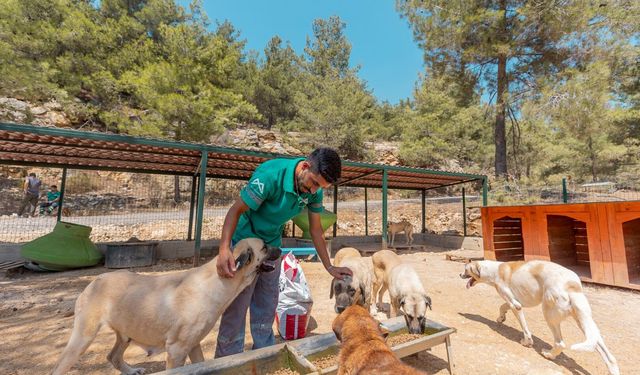 Mersin Büyükşehir Belediyesi 3 bin 295 hayvanın canını kurtardı