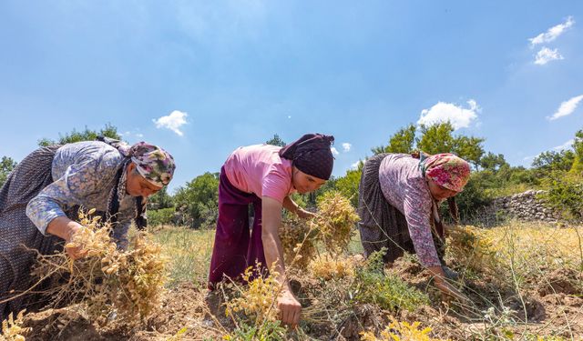 Mersin Büyükşehir Belediyesi bu projeyle tohumları koruyor
