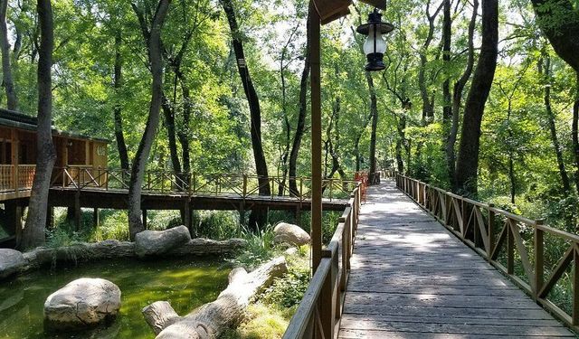 KONAKLAMASIZ ORMAN PARKI KİRAYA  VERİLECEK