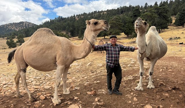Asırlık gelenek 73 yaşındaki bir Yörük’ün omuzlarında