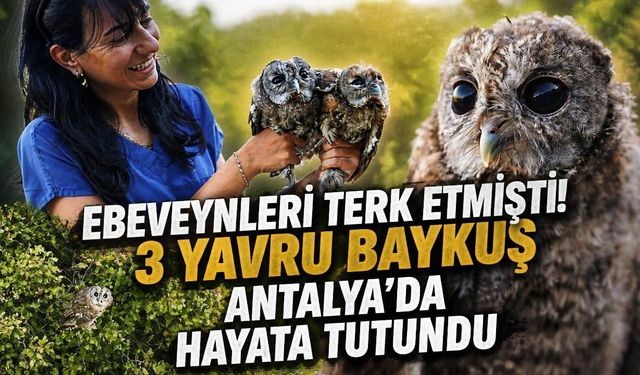 Ebeveynleri terk etmişti! 3 yavru baykuş Antalya’da hayata tutundu